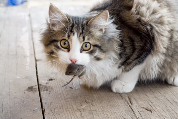 Cat eats mouse